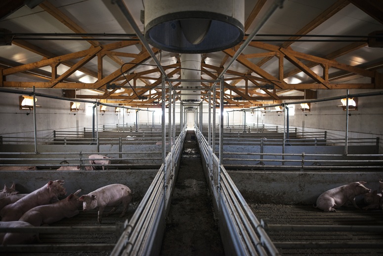 pigs in a barn