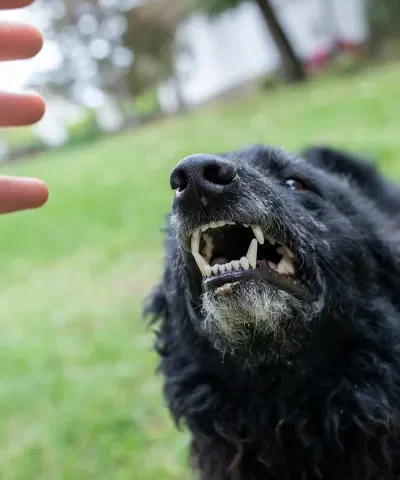Dog Bites Psychological
