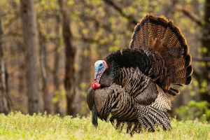 turkey standing in field