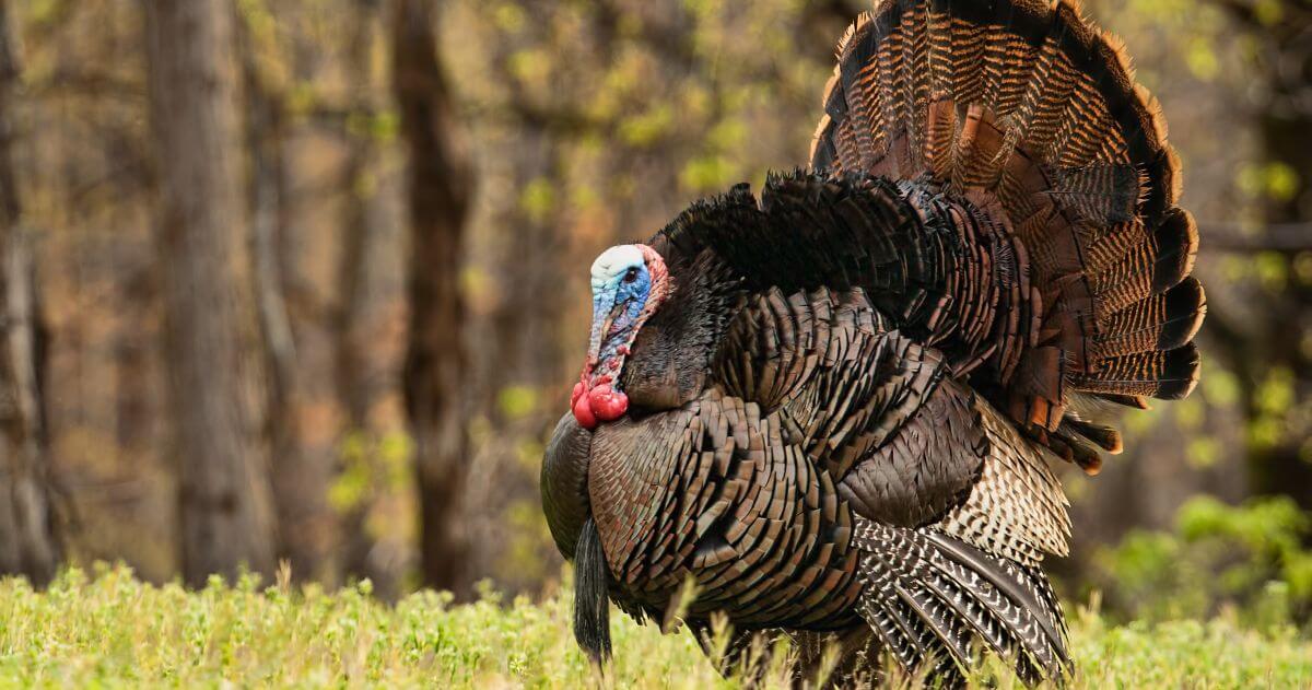 turkey standing in field