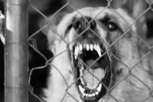 dog barking behind a fence