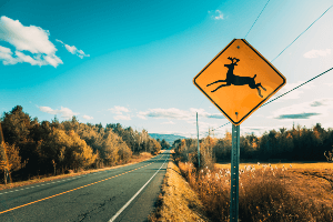 deer street sign