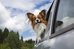 dog leaning out of car window