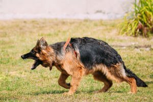 a german shepherd running