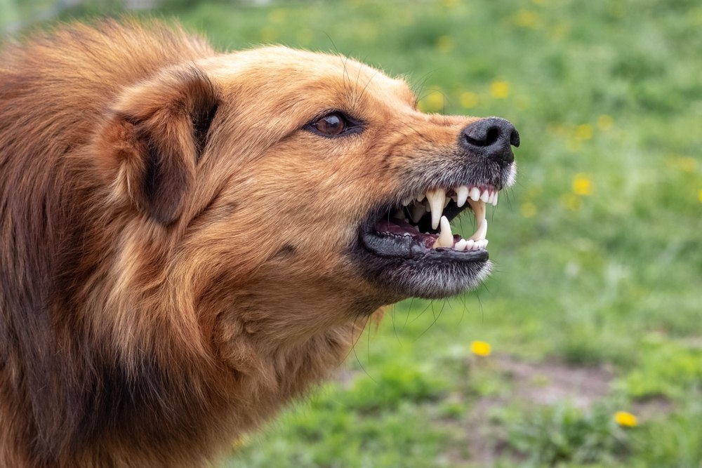 Dog Bite Lawyer